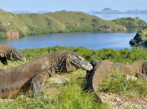 menjelajahi-keajaiban-alam-nusa-tenggara-timur-destinasi-wisata-yang-mempesona