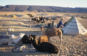 petualangan-di-namibia-menjelajahi-bukit-pasir-tertinggi-di-dunia