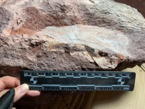 penemuan-fosil-dinosaurus-di-hong-kong-perkembangan-baru-dalam-paleontologi