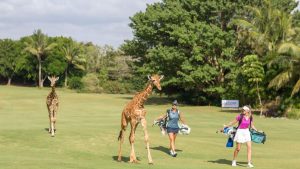 singa-berkeliaran-di-lapangan-golf-terliar-di-afrika-selatan